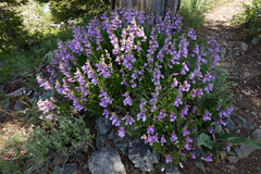 Penstemon fruticosus