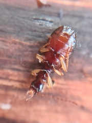 Oxypselaphus obscurus