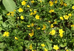 Ranunculus palaeoeuganeus