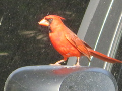 Cardinalis cardinalis