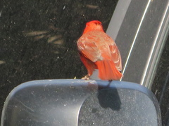 Cardinalis cardinalis