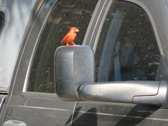 Cardinalis cardinalis