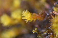 Racomitrium ryszardii