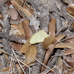 Abaeis mexicana