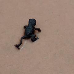 Oreophrynella quelchii