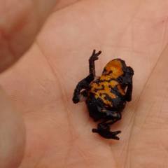 Oreophrynella quelchii