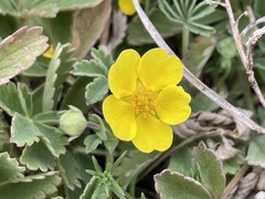 Potentilla incana