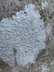 Lecanora subpallens