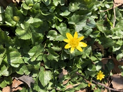 Ficaria verna