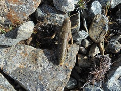 Brachaspis collinus