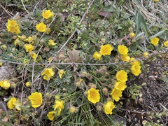 Potentilla incana