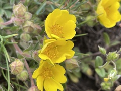 Potentilla incana