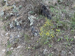 Potentilla incana