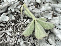 Potentilla incana