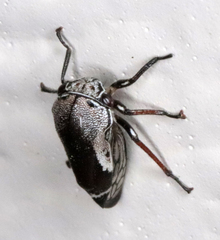 Xantholobus