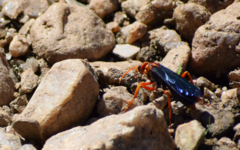 Hemipepsis tamisieri