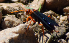 Hemipepsis tamisieri
