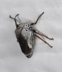 Xantholobus