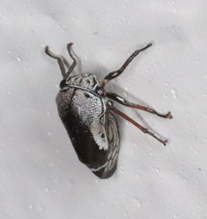 Xantholobus
