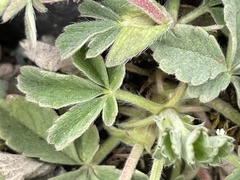 Potentilla incana