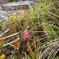 Utricularia quelchii