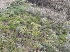 Potentilla incana