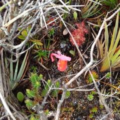 Utricularia quelchii