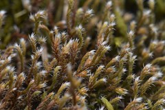 Hedwigia stellata