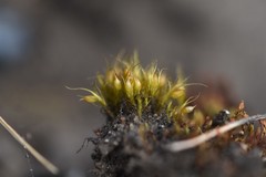 Pleuridium acuminatum