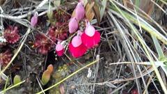 Utricularia quelchii