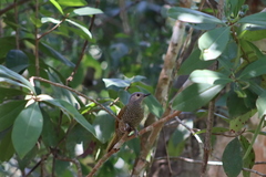Colaptes auricularis