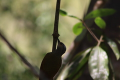 Colaptes auricularis