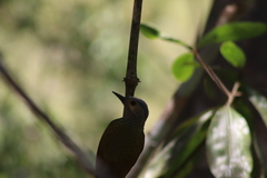 Colaptes auricularis