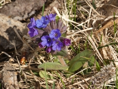 Pulmonaria australis