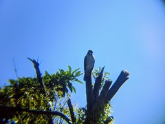 Rupornis magnirostris