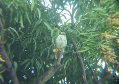 Rupornis magnirostris