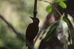 Colaptes auricularis