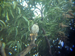 Rupornis magnirostris