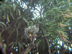 Rupornis magnirostris