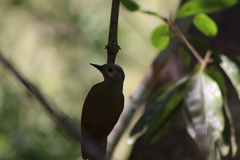 Colaptes auricularis