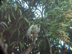 Rupornis magnirostris