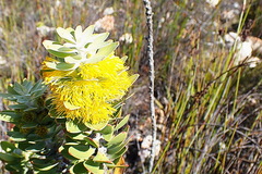 Mimetes chrysanthus