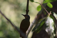 Colaptes auricularis