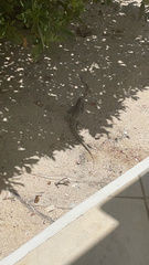 Pholidoscelis plei