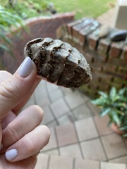 Chitonoidea
