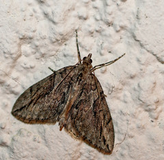 Thera cupressata