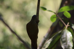 Colaptes auricularis