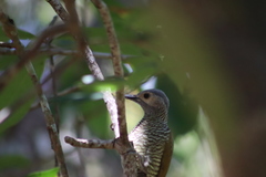 Colaptes auricularis