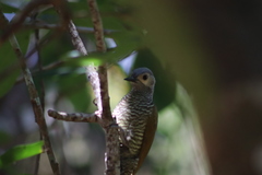 Colaptes auricularis