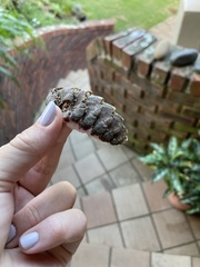 Chitonoidea